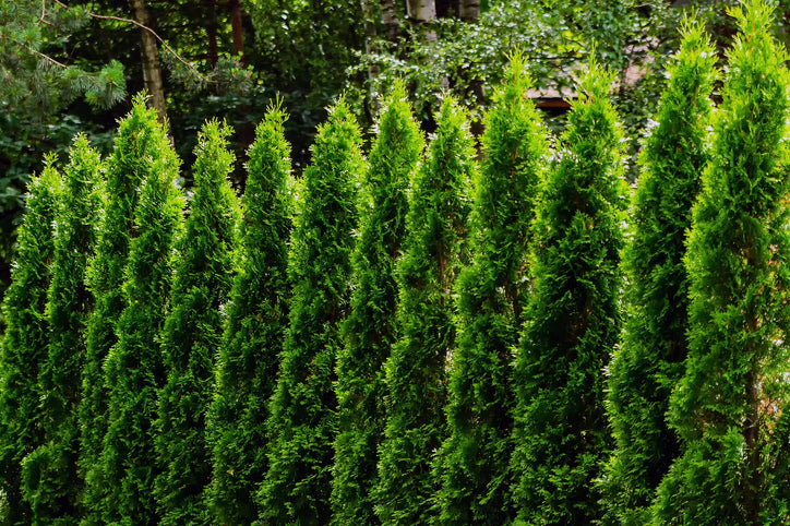 Hedging