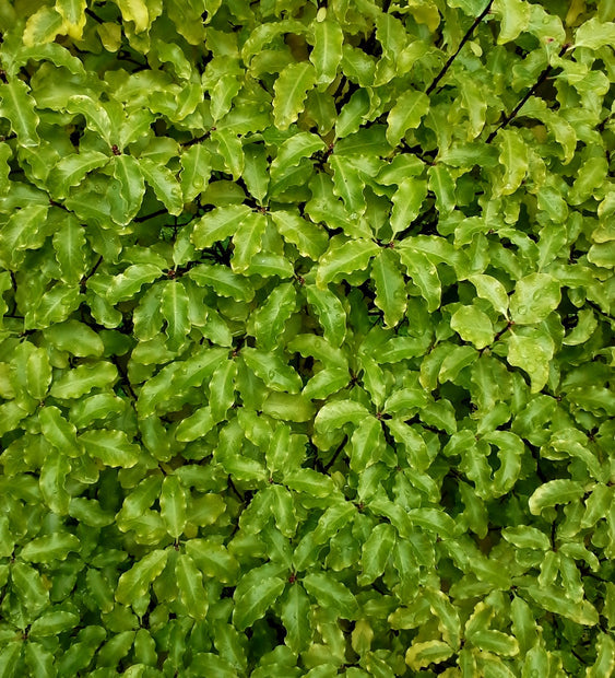 Shrubs
