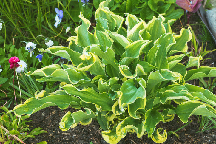 Ground Cover
