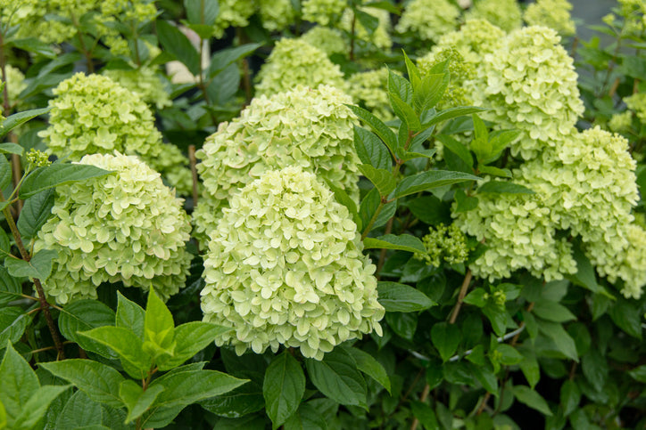 Hydrangeas