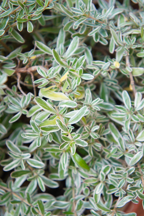 Perennials