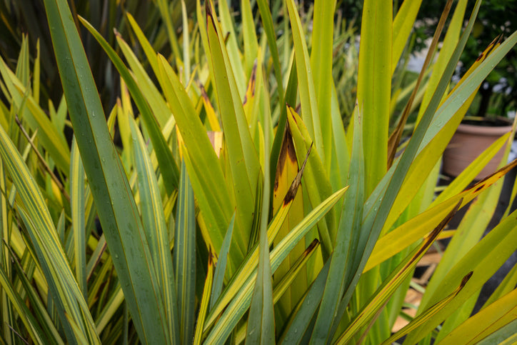 Flaxes