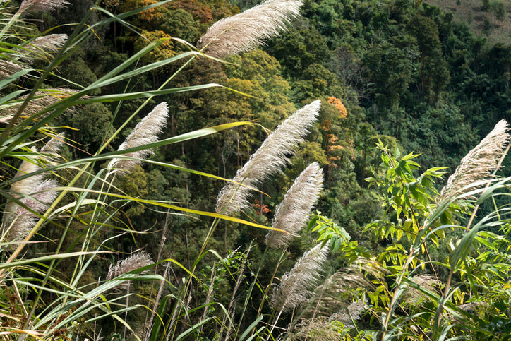 Grasses