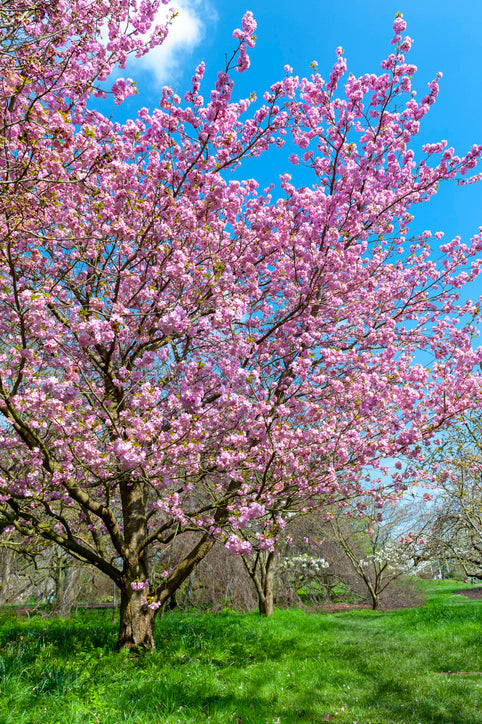 Ornamental Trees