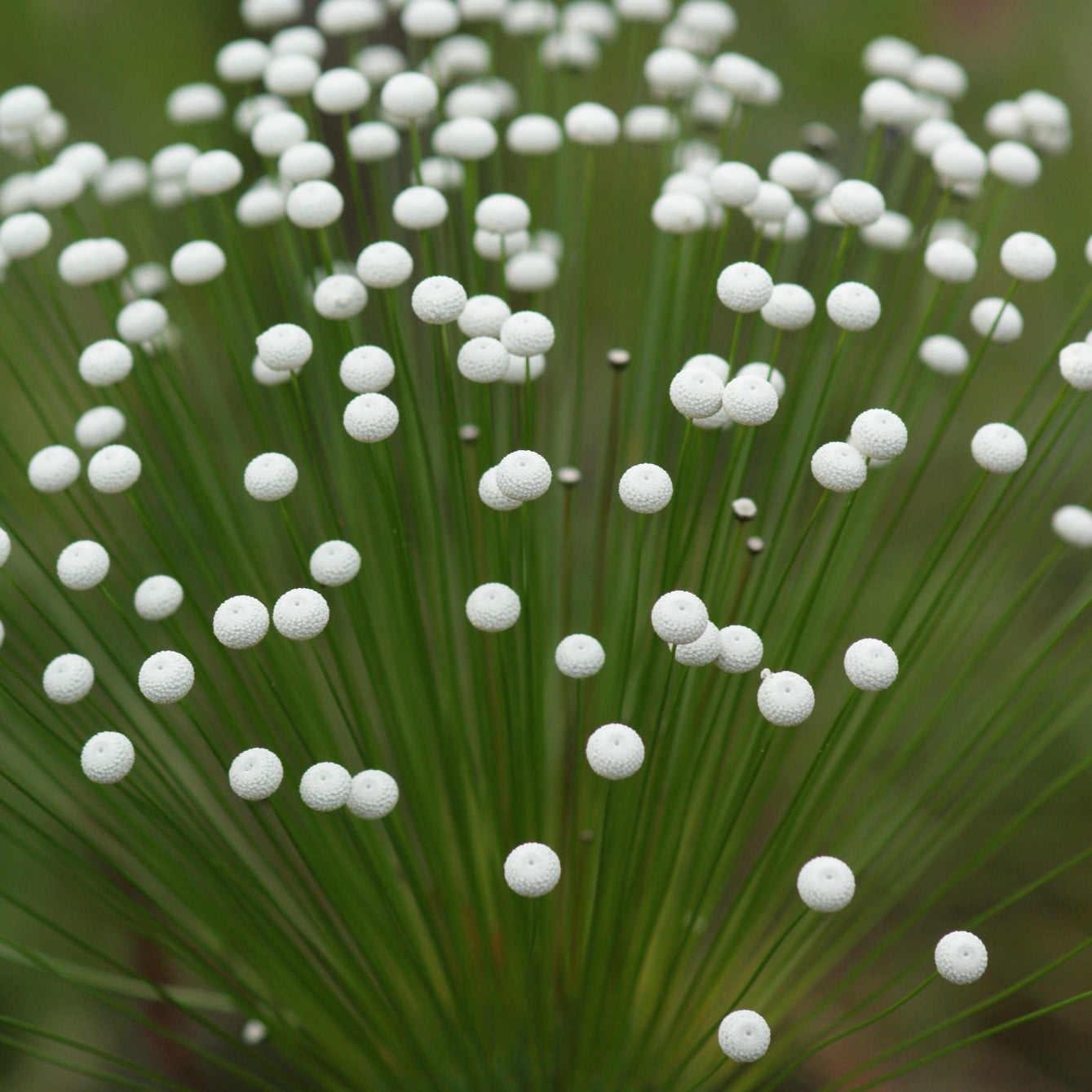 Ameria White