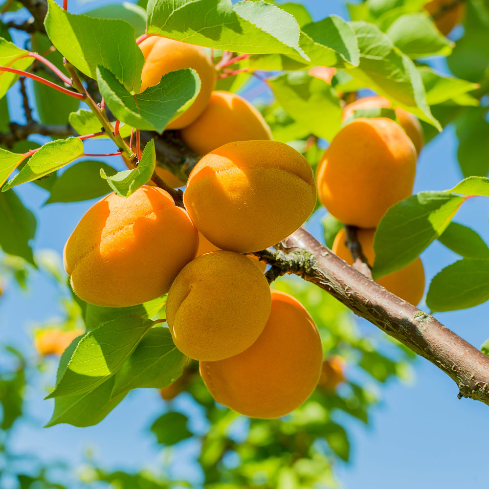 Apricot Gold