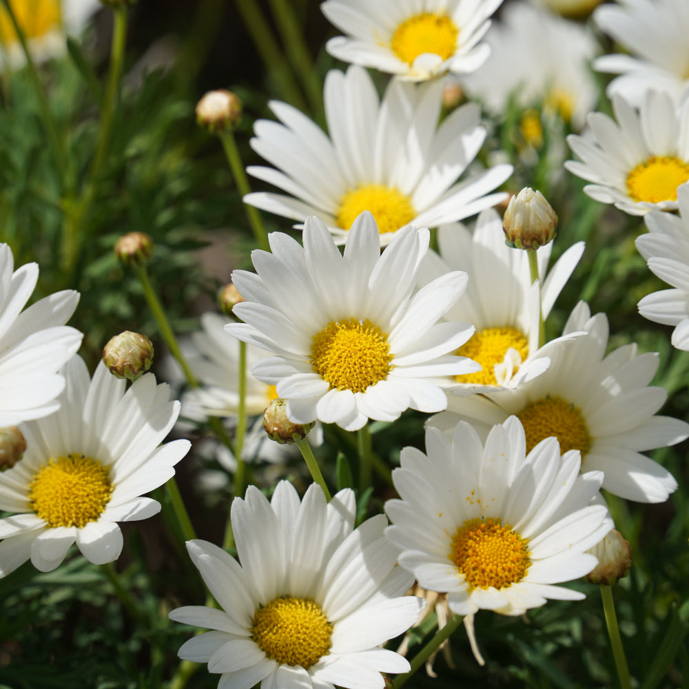 Argyranthemum Purity
