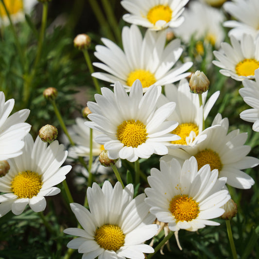 Argyranthemum Purity