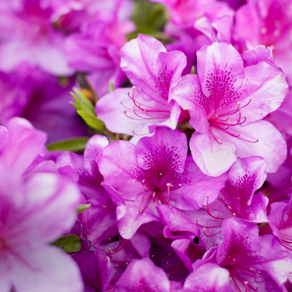 Azalea Violacea Multiflora