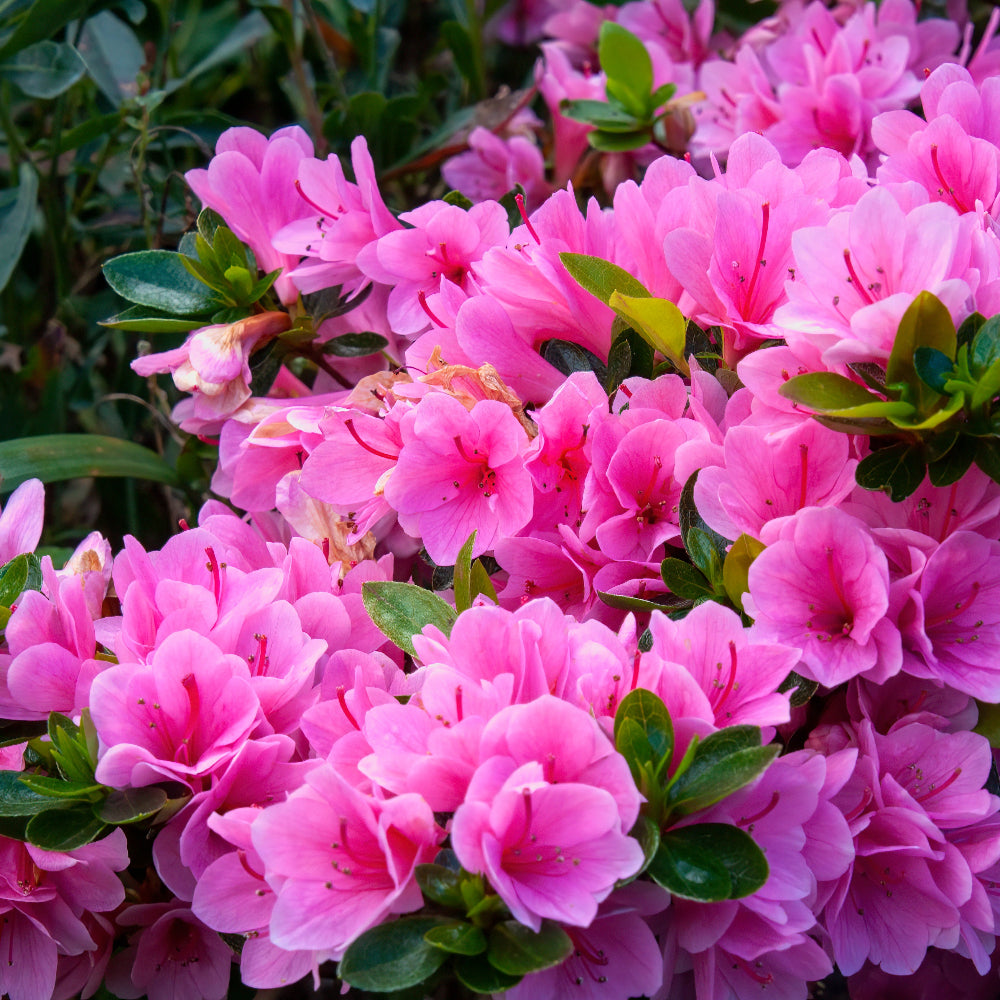 Azalea Happy Days