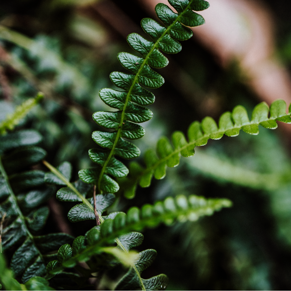 Blechnum Penna Marina Fern