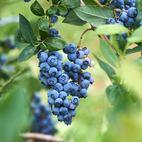 Blueberry Powder Blue