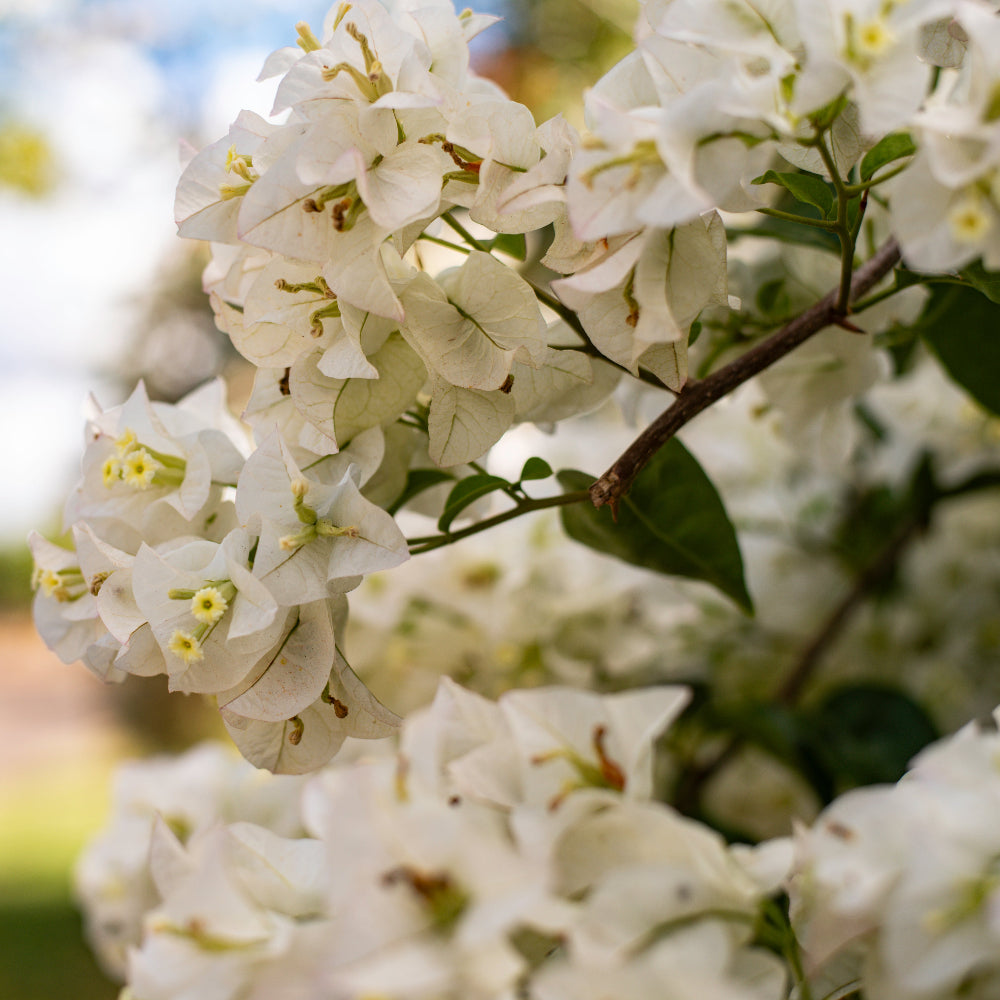 Bougainvillea White