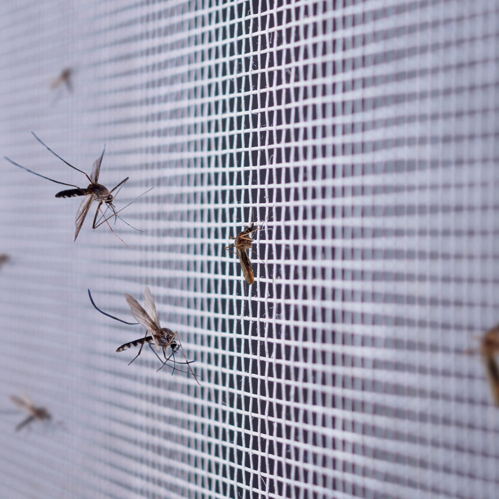 Bug Net