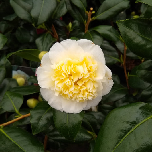Camellia Jury's Yellow