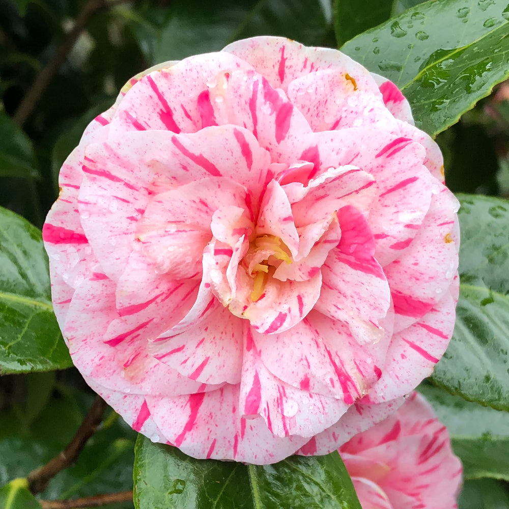 Camellia Modern Art