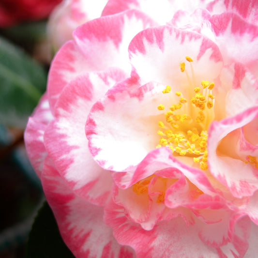 Camellia Nuccio Jewel