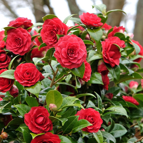Camellia Red Rose
