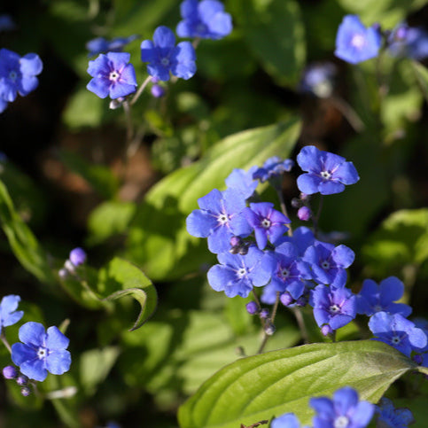 Chatham Island Forget Me Not Forget Me Not