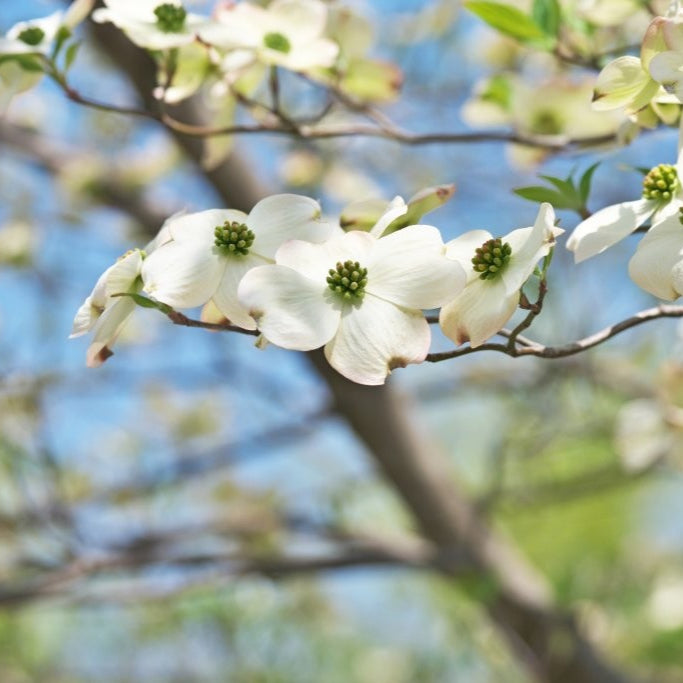 Cornus Eddies White Wonder