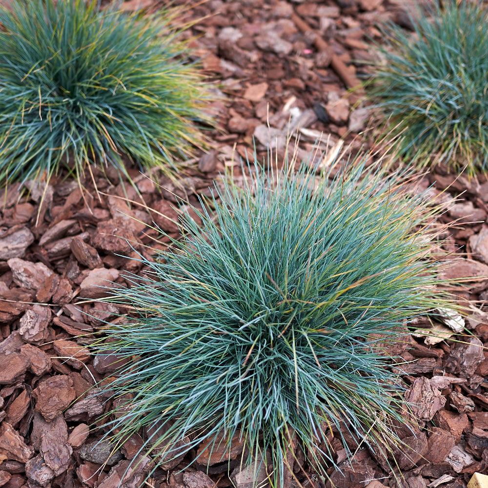 Festuca Coxii