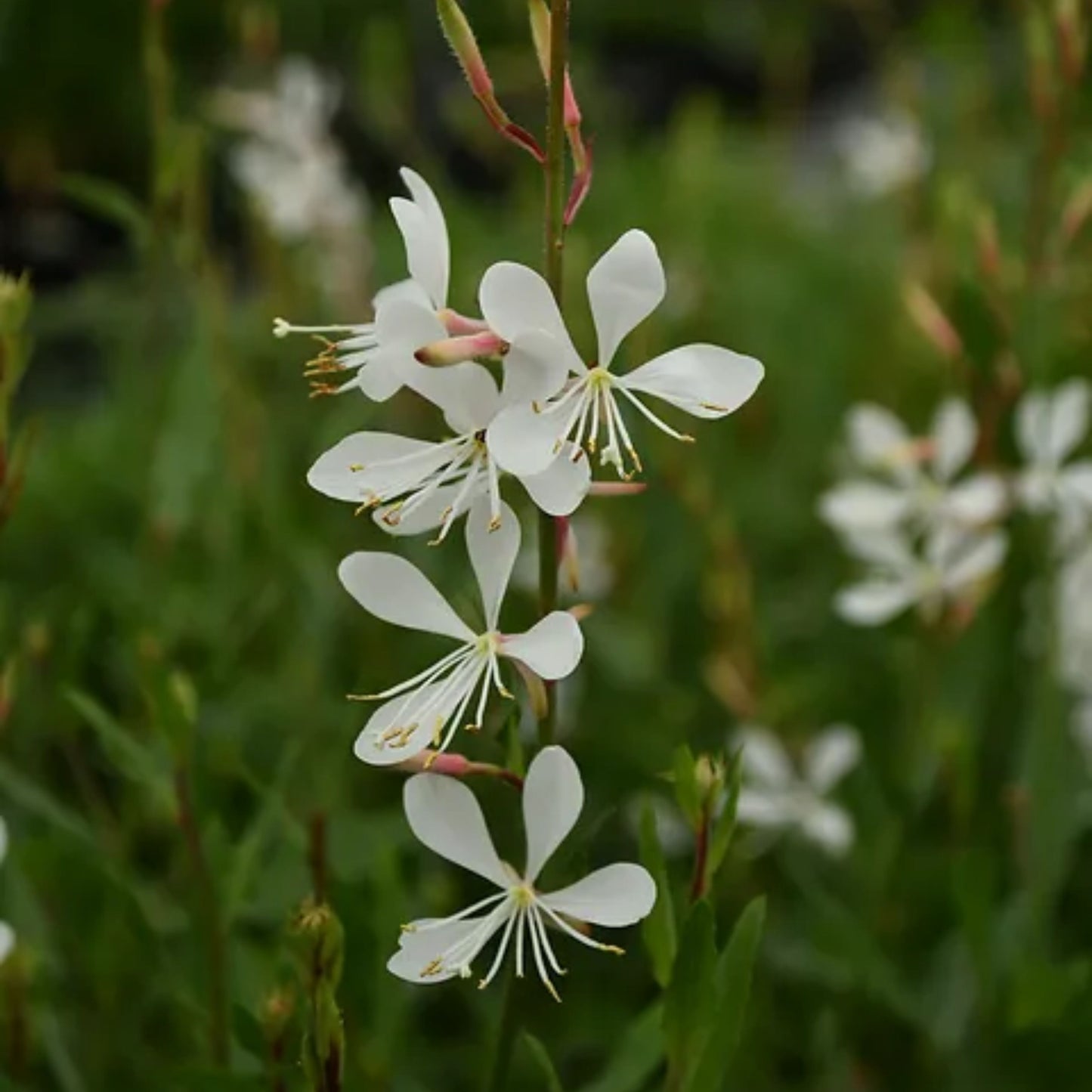 Guara Sparkle White