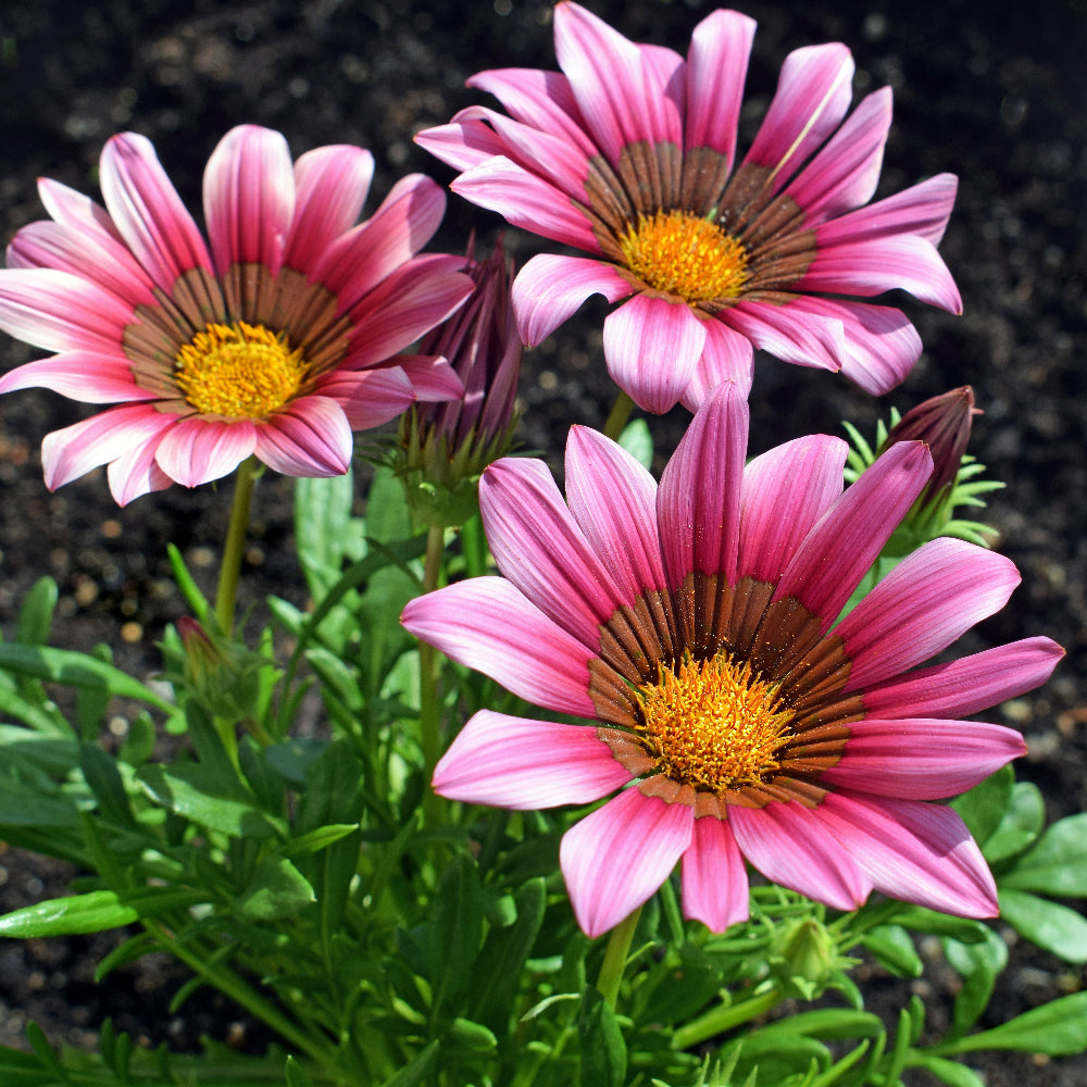 Gazania Kiss Rose