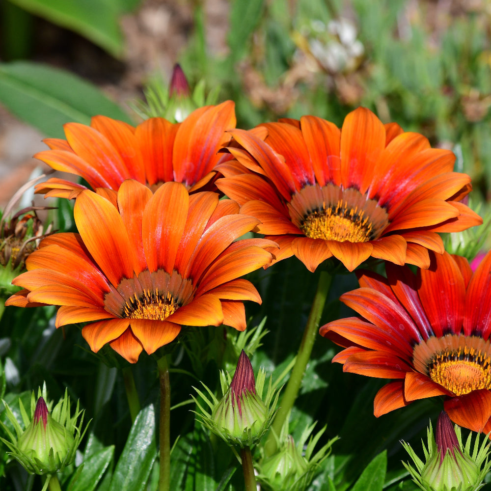 Gazania New Day Bronze