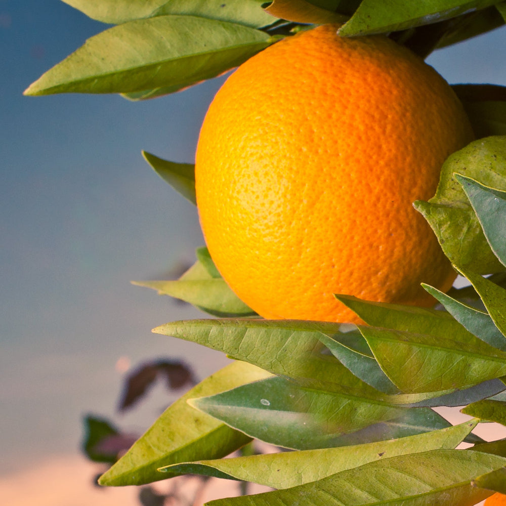 Grapefruit Golden Special