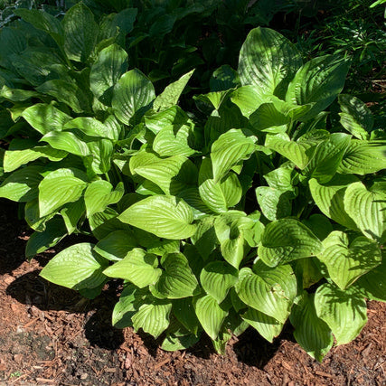 Hosta Jade Cascade