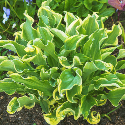 Hosta Praying Hands