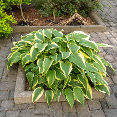 Hosta Sage