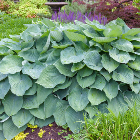 Hosta Hadspen Blue