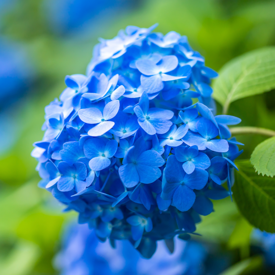 Hydrangea Mathilda Gutges