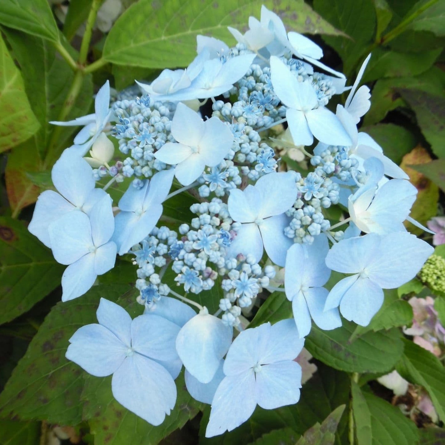 Hydrangea Blue Deckle