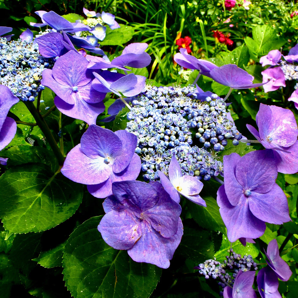 Hydrangea Nightingale
