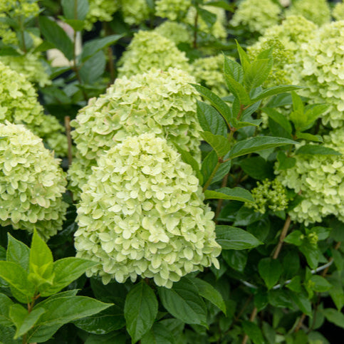 Hydrangea Limelight