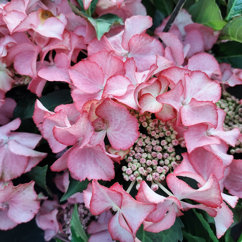 Hydrangea Preziosa