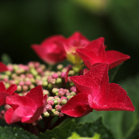 Hydrangea Red Start