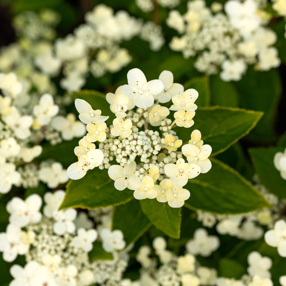 Hydrangea Petiolaris