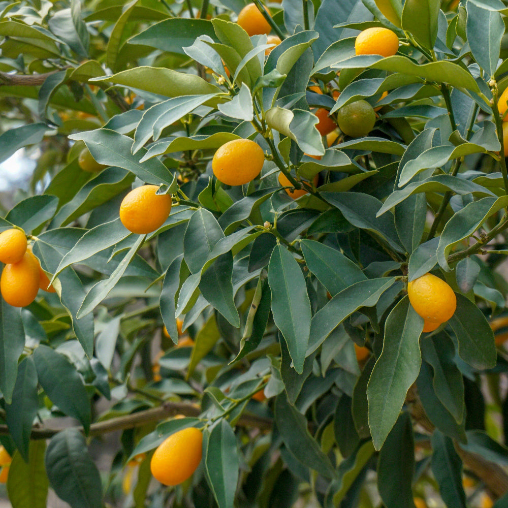 Limequat Eustis