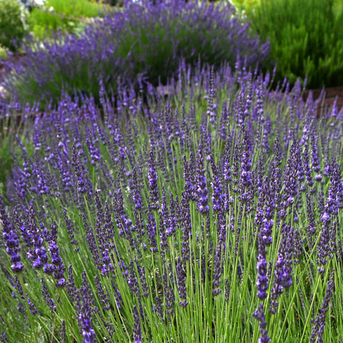 Lavandula Grosso