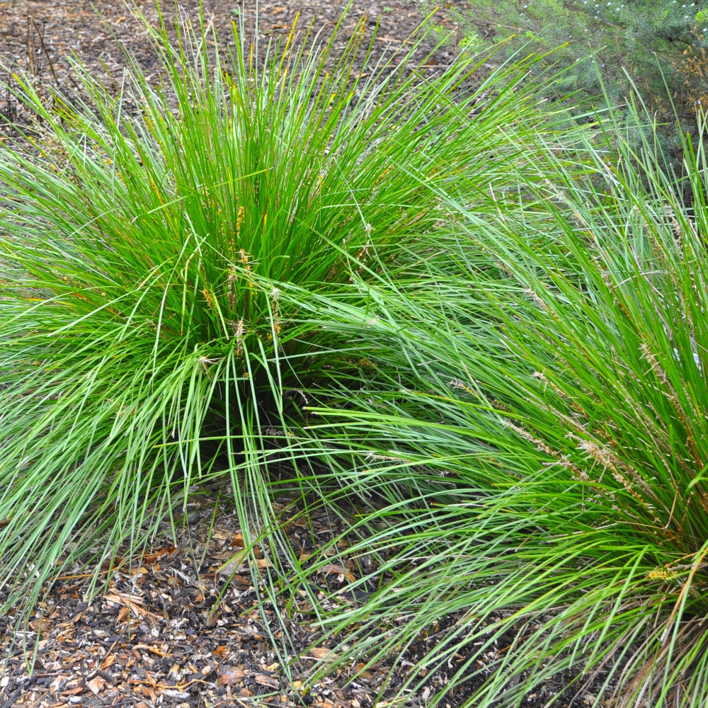 Lomandra Little Pal