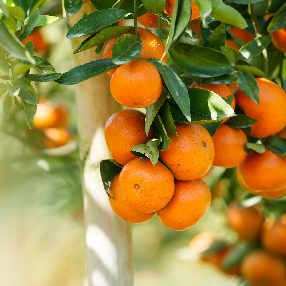 Mandarin Encore Dwarf