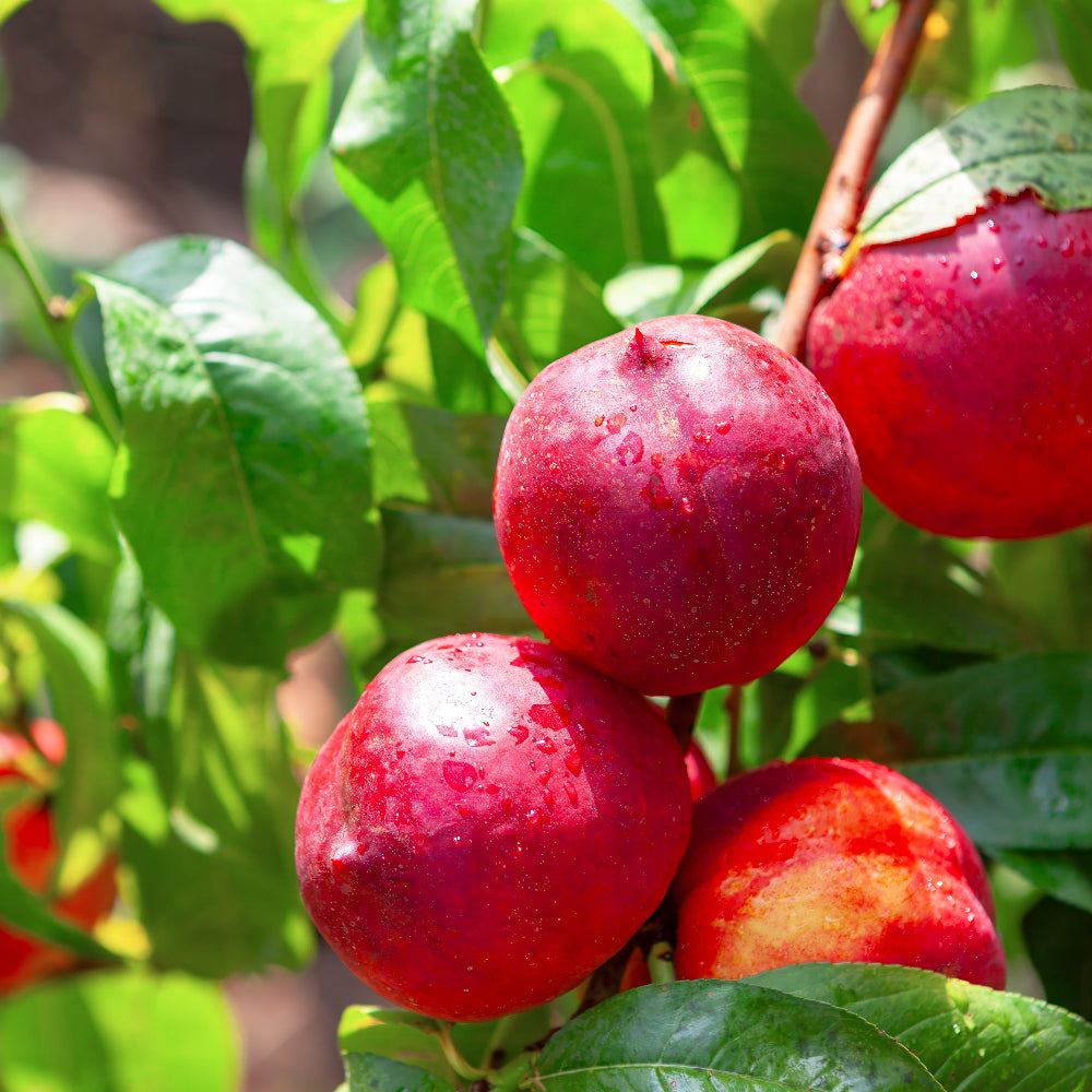 Nectarine Nectar Babe