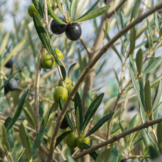 Olive Leccino