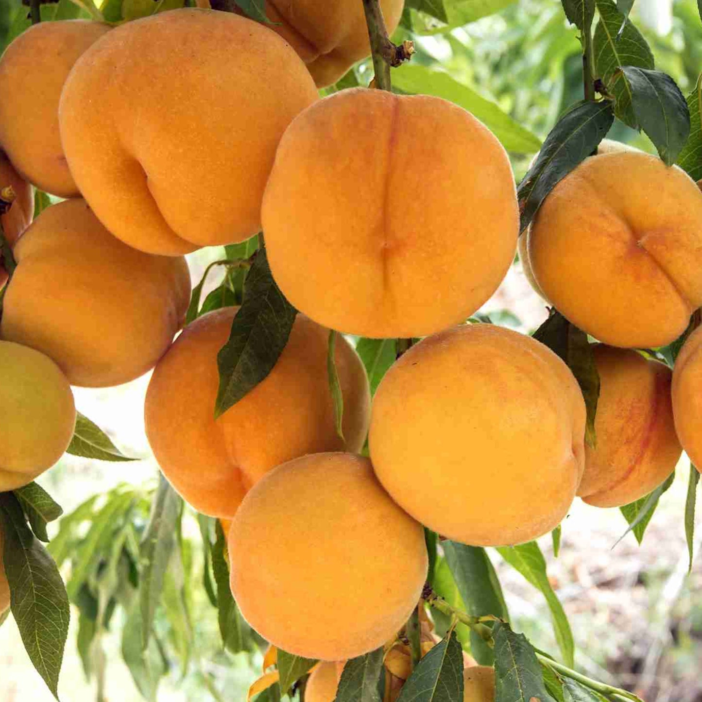 Peachcote