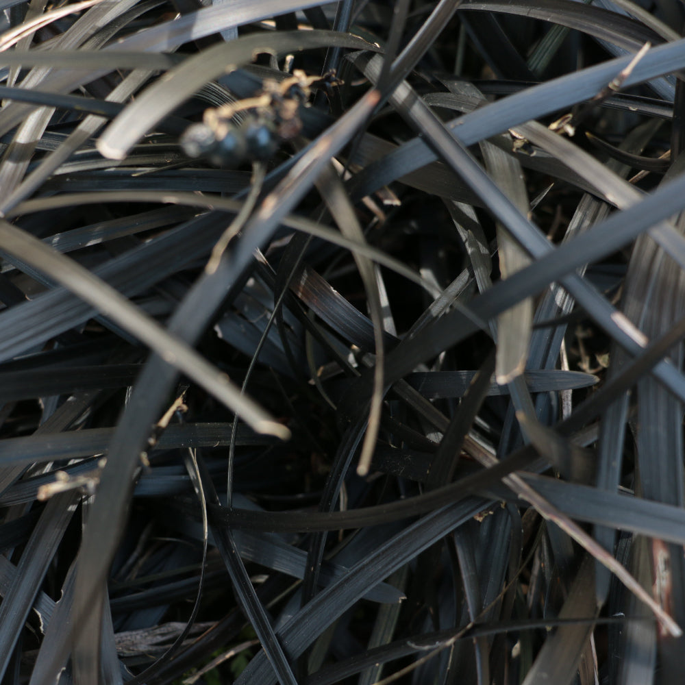 Phormium Tenanx Purple