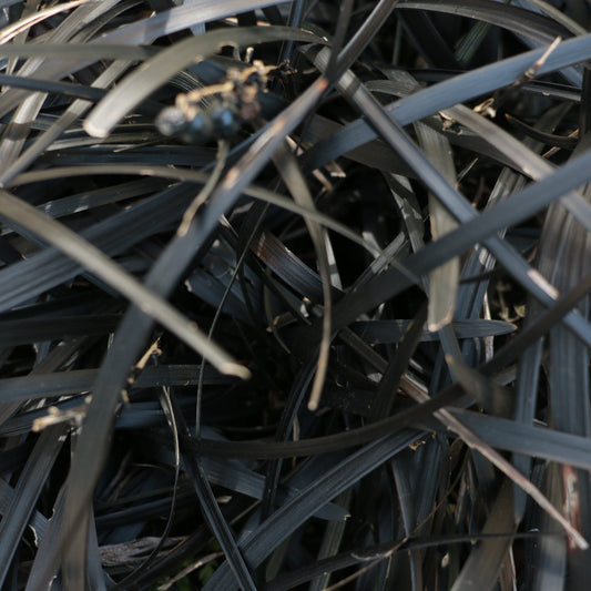 Phormium Tenanx Purple