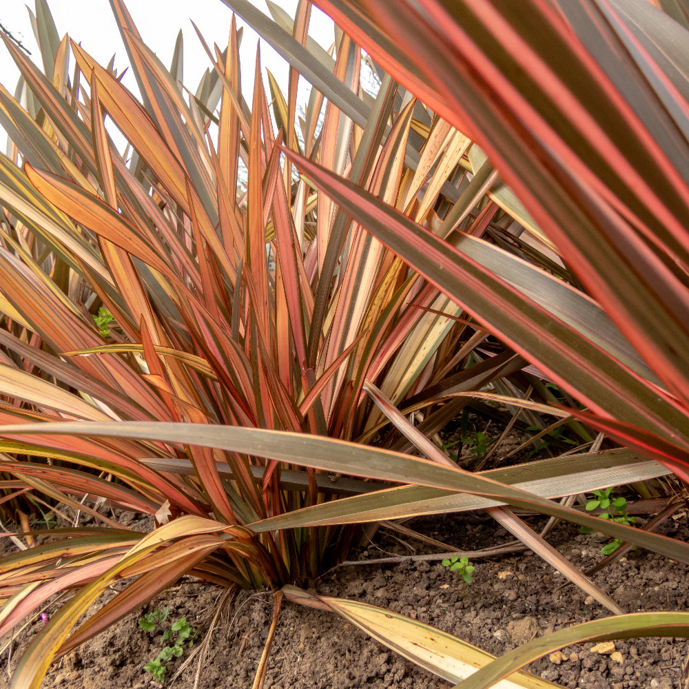 Phormium Jack Spratt